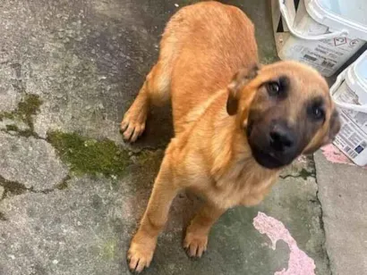 Cachorro raça Pastor Alemão idade 2 a 6 meses nome Filhote