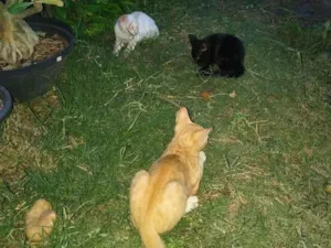 Gato raça SRD-ViraLata idade Abaixo de 2 meses nome filhotinhos