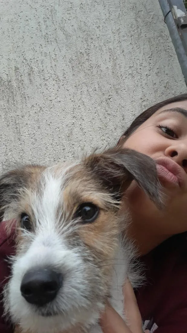 Cachorro raça SRD-ViraLata idade 2 a 6 meses nome Theo 