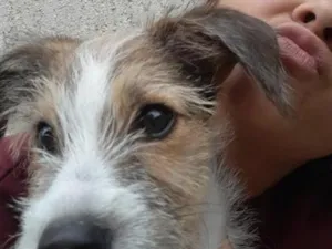 Cachorro raça SRD-ViraLata idade 2 a 6 meses nome Theo 