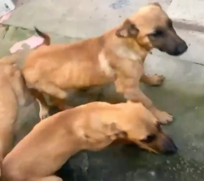 Cachorro raça Pastor Alemão idade 2 a 6 meses nome Filhote