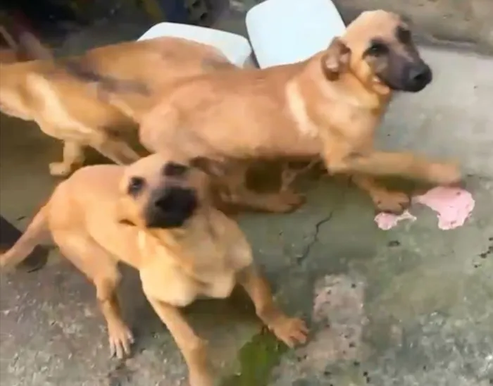 Cachorro raça Pastor Alemão idade 2 a 6 meses nome Filhote