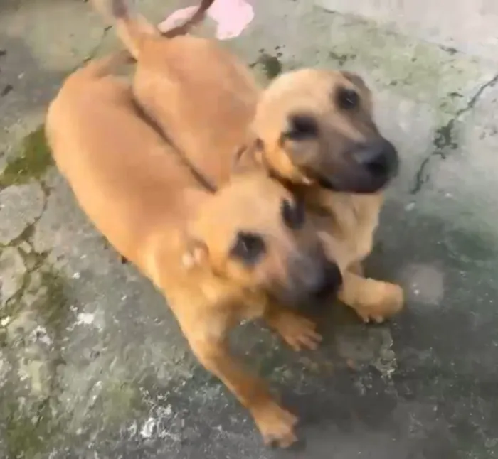 Cachorro raça Pastor Alemão idade 2 a 6 meses nome Filhote