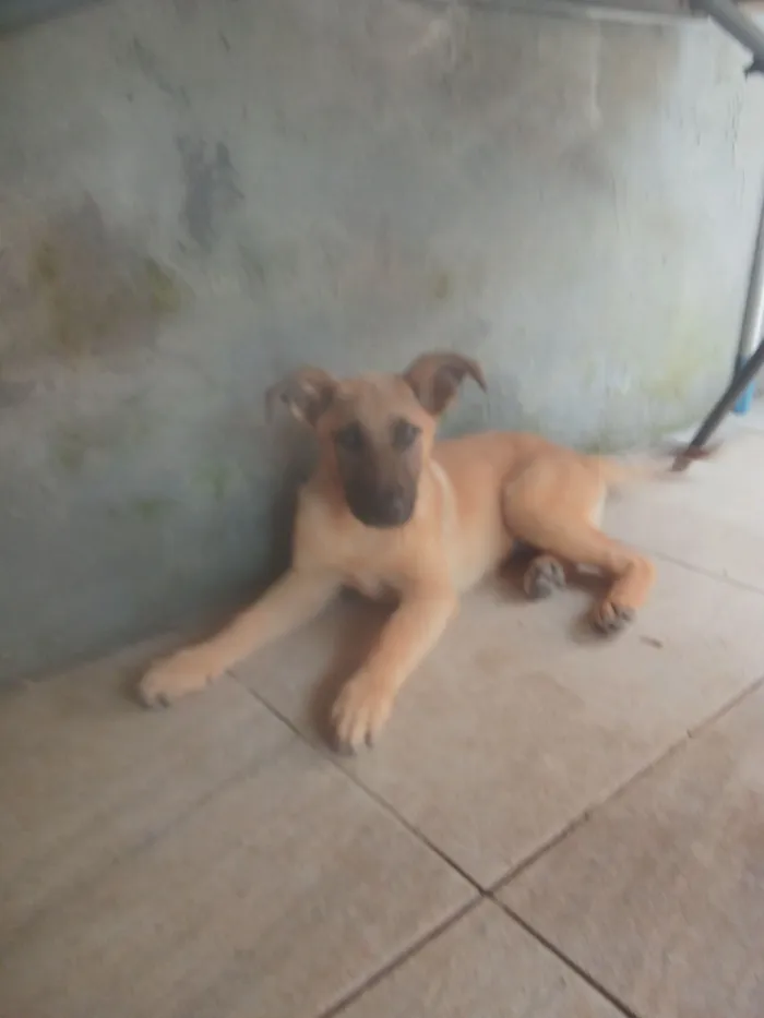 Cachorro raça Pastor Alemão idade 2 a 6 meses nome Filhote