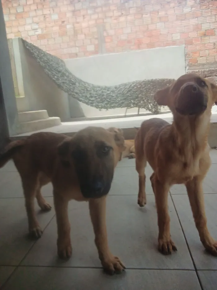 Cachorro raça Pastor Alemão idade 2 a 6 meses nome Filhote