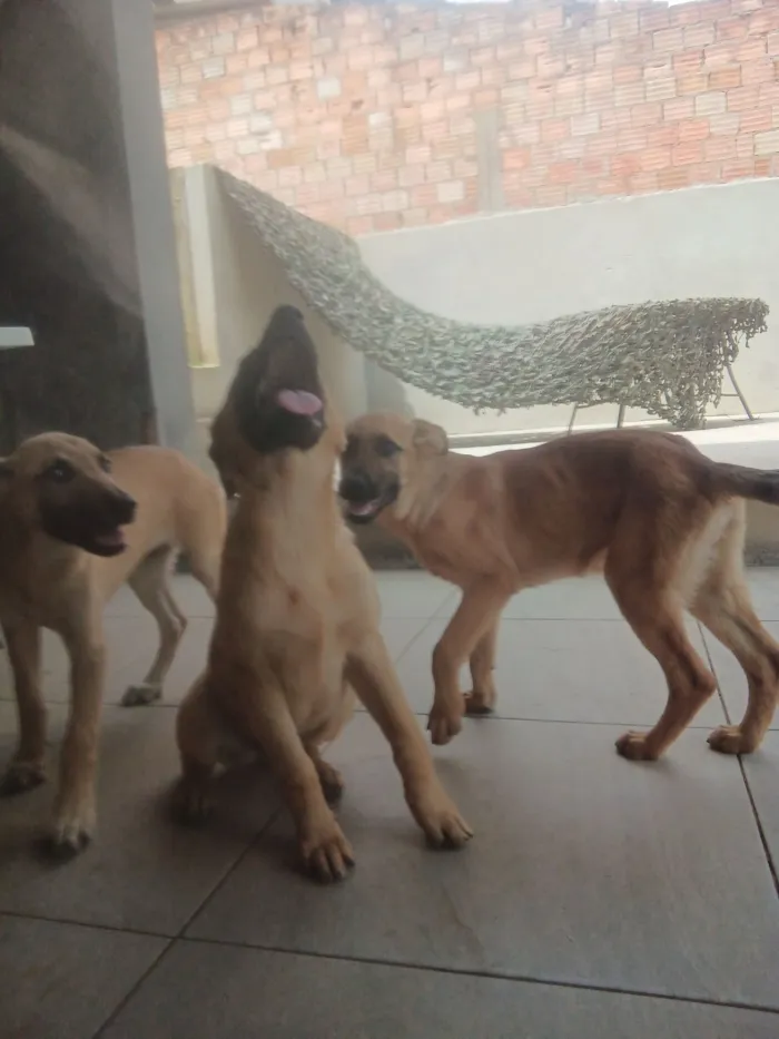 Cachorro raça Pastor Alemão idade 2 a 6 meses nome Filhote