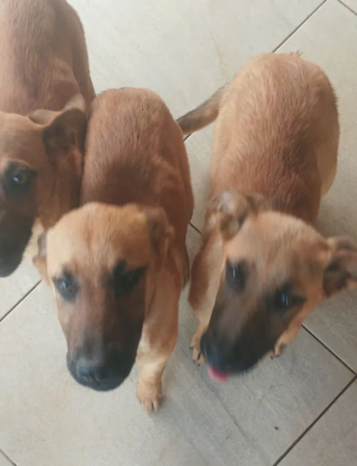 Cachorro raça Pastor Alemão idade 2 a 6 meses nome Filhote