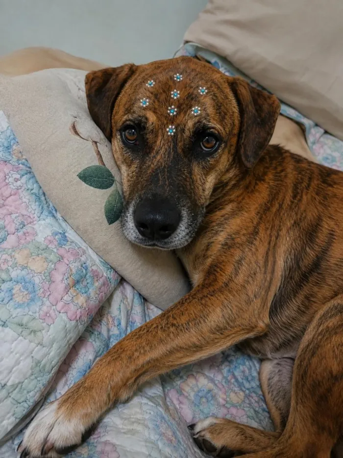 Cachorro raça SRD-ViraLata idade 1 ano nome Luna