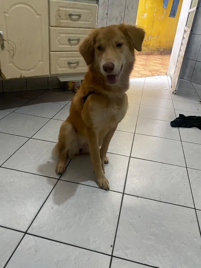 Cachorro raça SRD-ViraLata idade 7 a 11 meses nome Shinobo