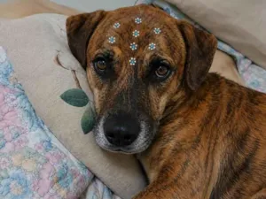 Cachorro raça SRD-ViraLata idade 1 ano nome Luna