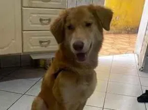 Cachorro raça SRD-ViraLata idade 7 a 11 meses nome Shinobo