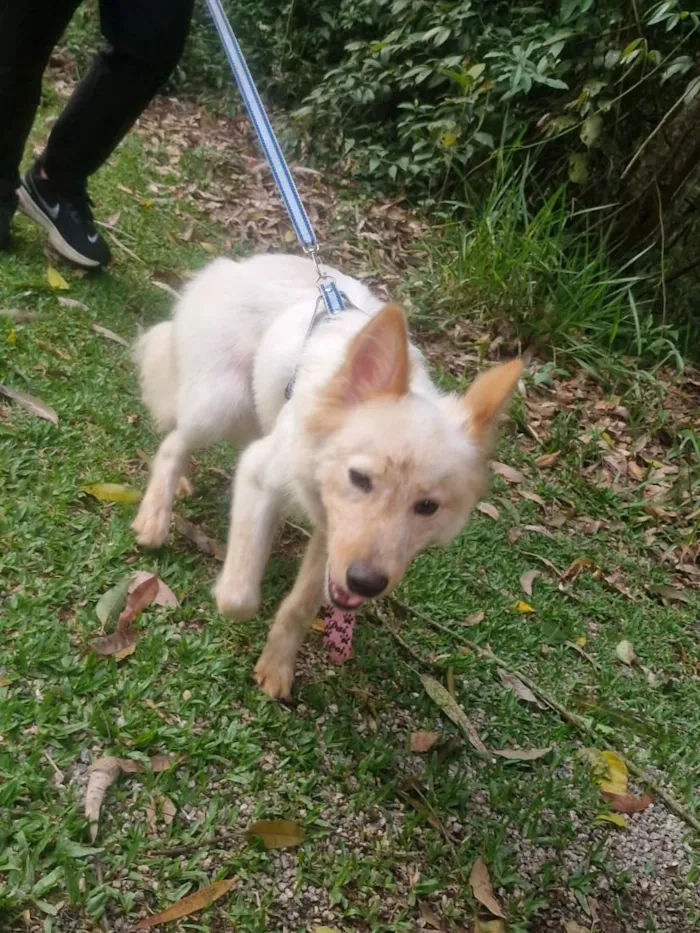 Cachorro raça SRD-ViraLata idade 1 ano nome TOTÓ