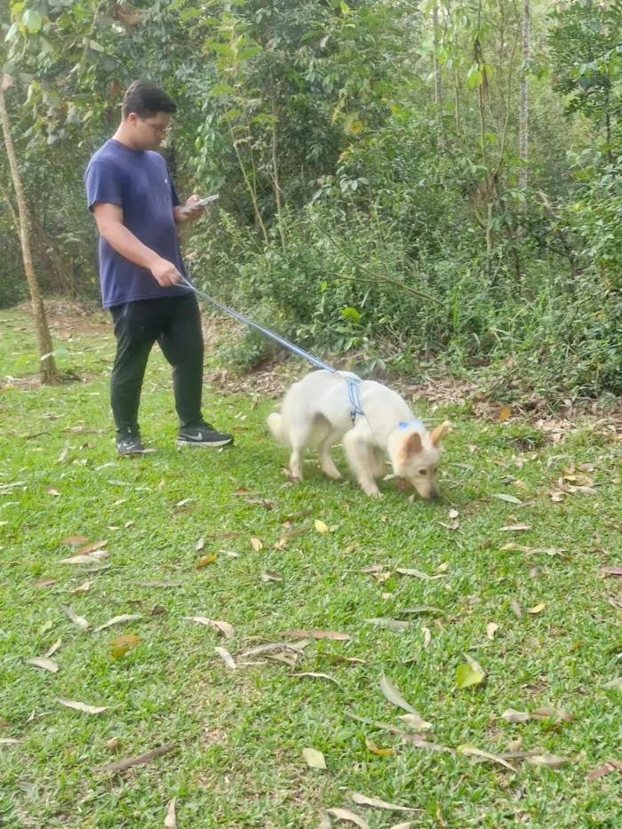 Cachorro raça SRD-ViraLata idade 1 ano nome TOTÓ