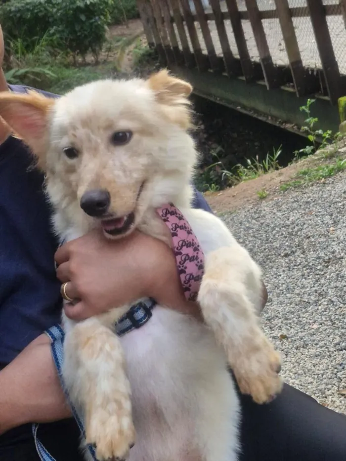 Cachorro raça SRD-ViraLata idade 1 ano nome TOTÓ