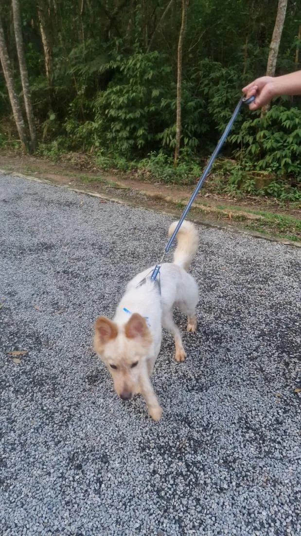 Cachorro raça SRD-ViraLata idade 1 ano nome TOTÓ
