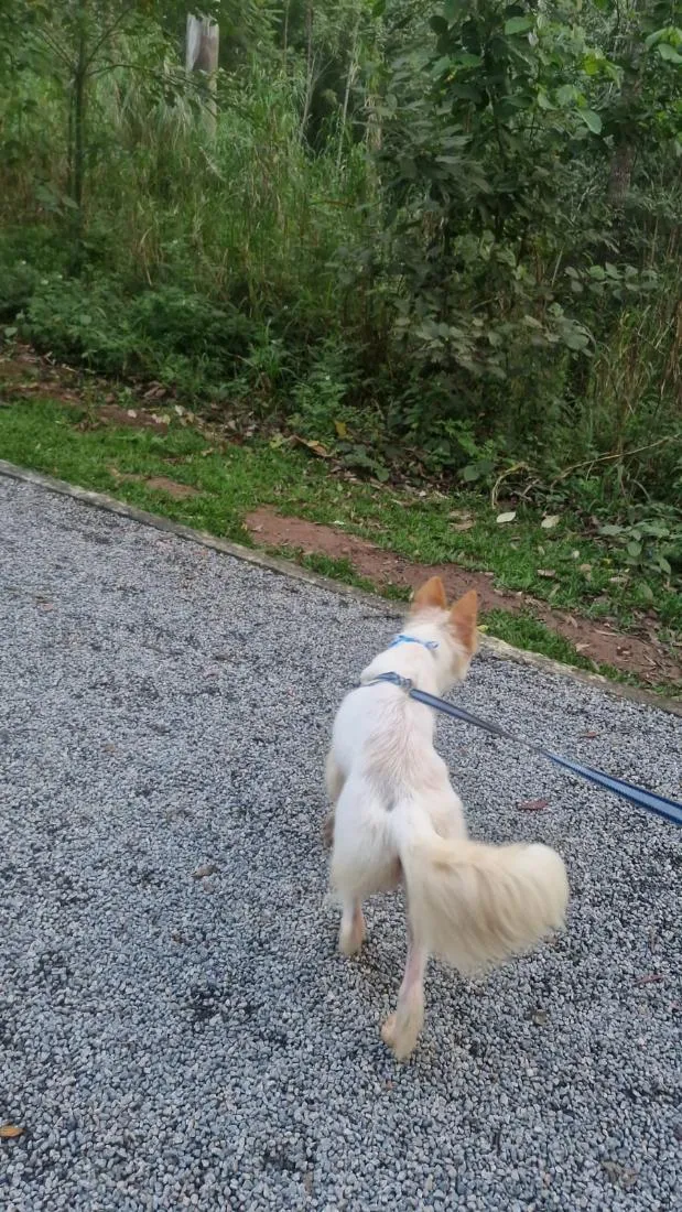Cachorro raça SRD-ViraLata idade 1 ano nome TOTÓ