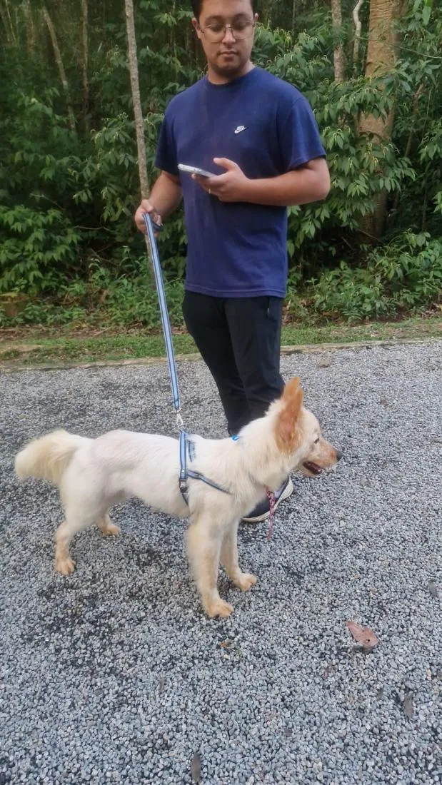 Cachorro raça SRD-ViraLata idade 1 ano nome TOTÓ