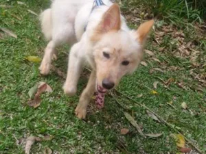 Cachorro raça SRD-ViraLata idade 1 ano nome TOTÓ