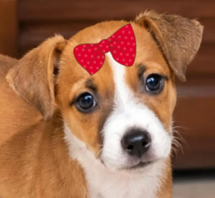 Cachorro raça SRD-ViraLata idade 2 a 6 meses nome Bebel