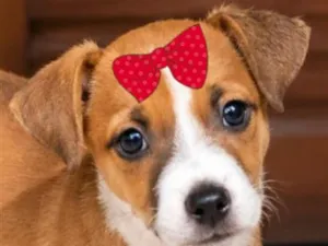 Cachorro raça SRD-ViraLata idade 2 a 6 meses nome Bebel