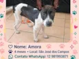 Amora