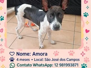 Cachorro raça SRD-ViraLata idade 2 a 6 meses nome Amora