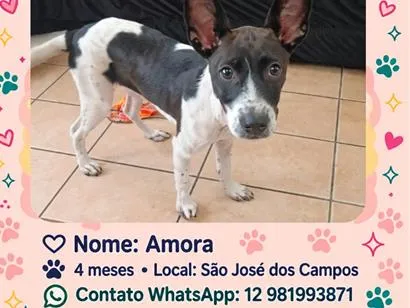 Cachorro raça SRD-ViraLata idade 2 a 6 meses nome Amora
