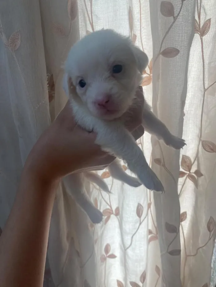 Cachorro raça SRD-ViraLata idade Abaixo de 2 meses nome filhotinho 
