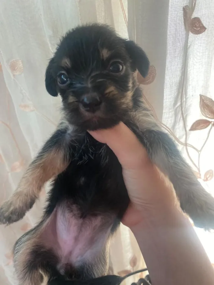 Cachorro raça SRD-ViraLata idade Abaixo de 2 meses nome filhotinho 