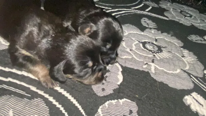 Cachorro raça SRD-ViraLata idade Abaixo de 2 meses nome filhotinho 