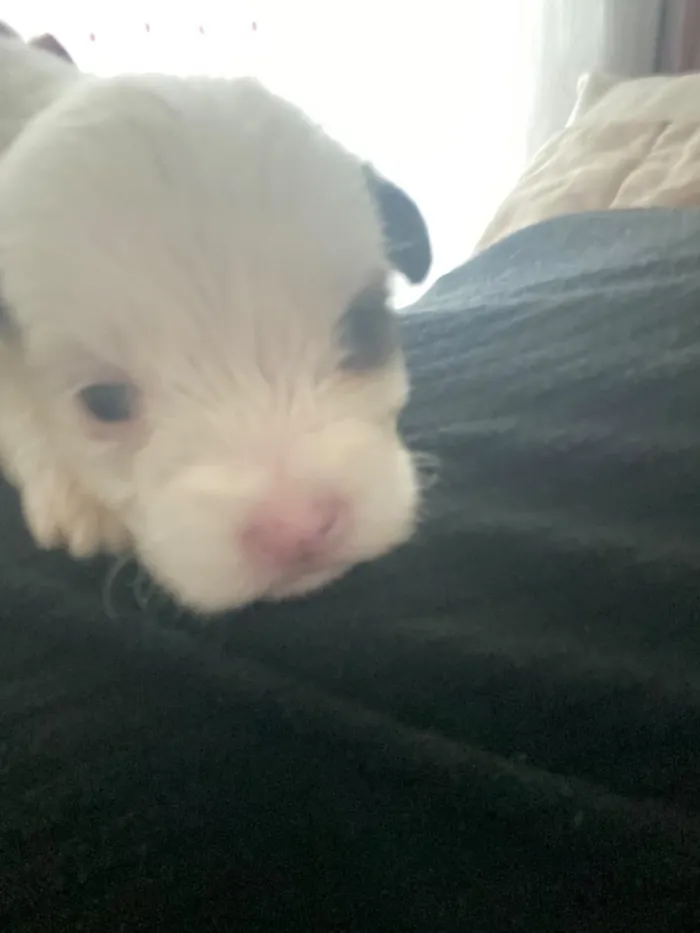 Cachorro raça SRD-ViraLata idade Abaixo de 2 meses nome filhotinho 