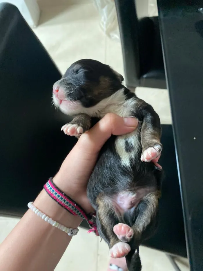 Cachorro raça SRD-ViraLata idade Abaixo de 2 meses nome filhotinho 