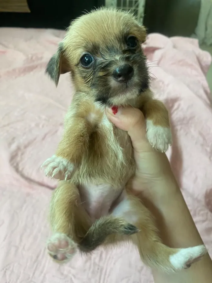 Cachorro raça SRD-ViraLata idade Abaixo de 2 meses nome filhotinho 