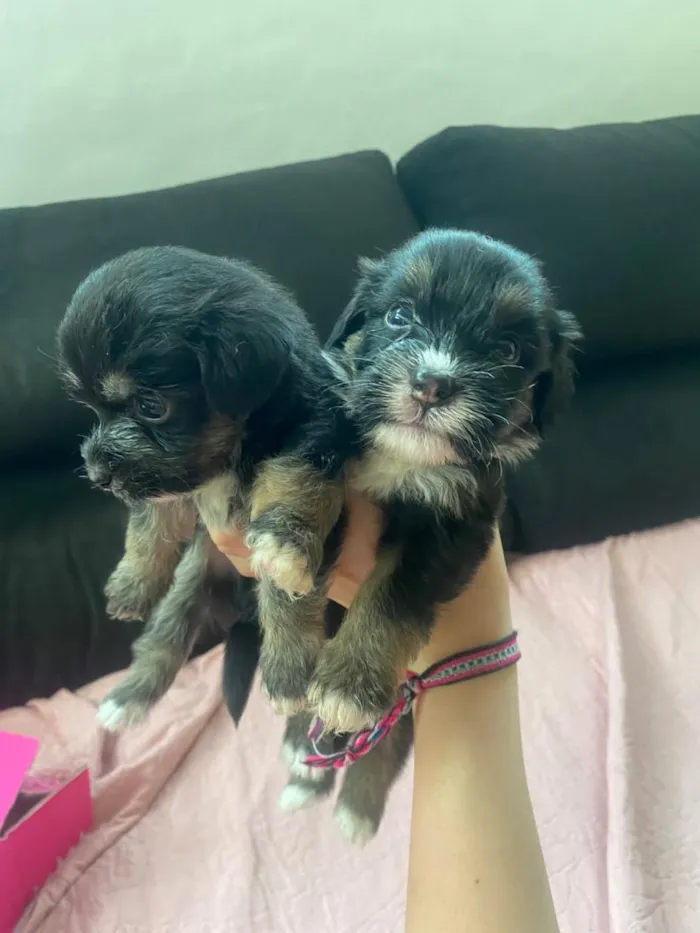 Cachorro raça SRD-ViraLata idade Abaixo de 2 meses nome filhotinho 
