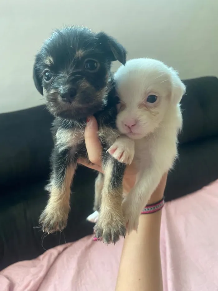 Cachorro raça SRD-ViraLata idade Abaixo de 2 meses nome filhotinho 
