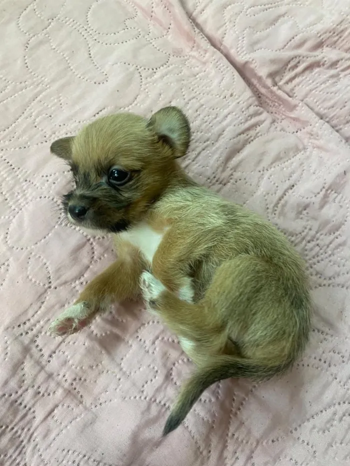 Cachorro raça SRD-ViraLata idade Abaixo de 2 meses nome filhotinho 