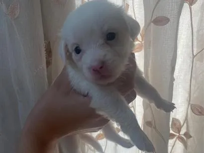 Cachorro raça SRD-ViraLata idade Abaixo de 2 meses nome filhotinho 