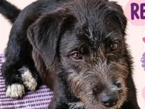 Cachorro raça SRD-ViraLata idade 2 a 6 meses nome TOM