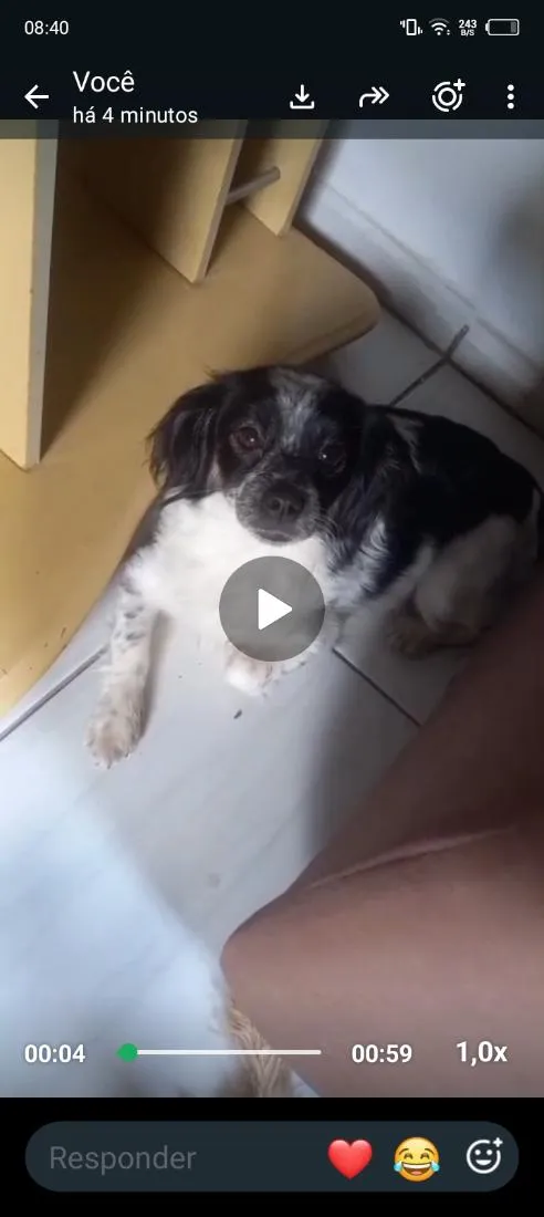 Cachorro raça SRD-ViraLata idade 1 ano nome Luna
