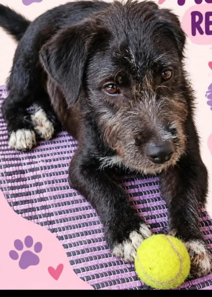Cachorro raça SRD-ViraLata idade 2 a 6 meses nome TOM