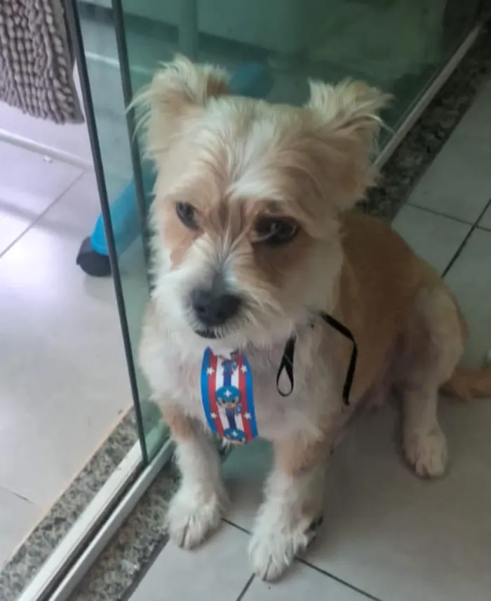 Cachorro raça SRD-ViraLata idade 3 anos nome FRED