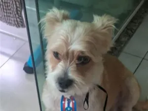 Cachorro raça SRD-ViraLata idade 3 anos nome FRED