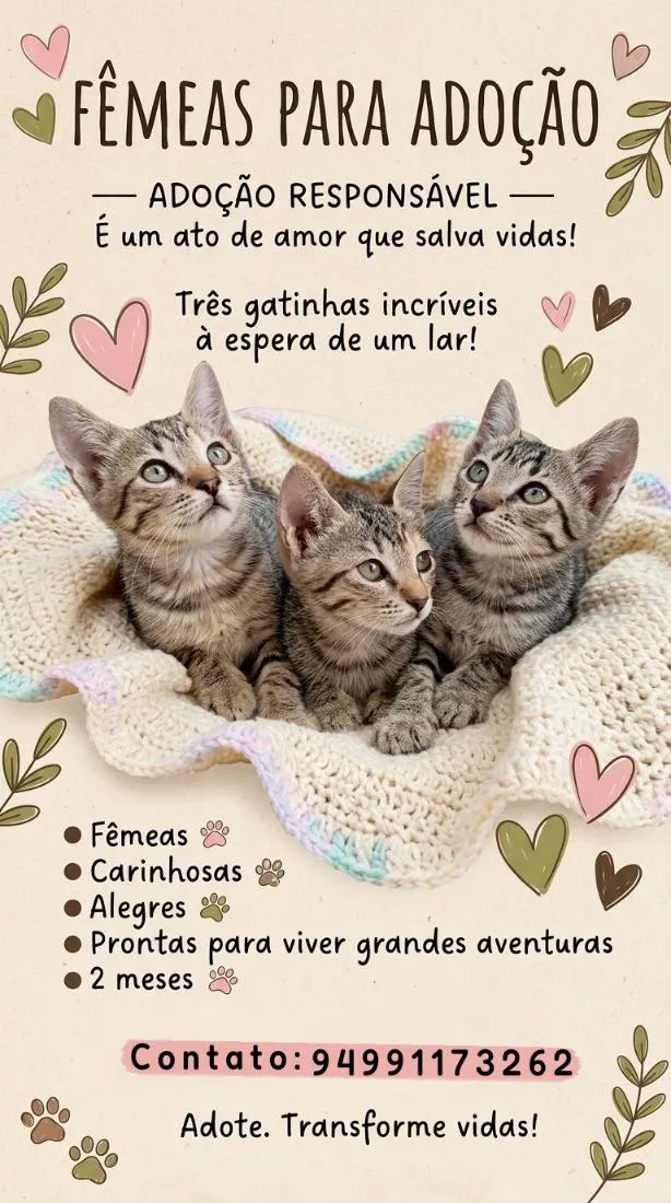 Gato raça SRD-ViraLata idade 2 a 6 meses nome Bonie, Sisha, Tiana
