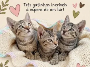 Gato raça SRD-ViraLata idade 2 a 6 meses nome Bonie, Sisha, Tiana
