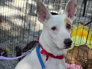 Cachorro raça SRD-ViraLata idade 1 ano nome pirata 