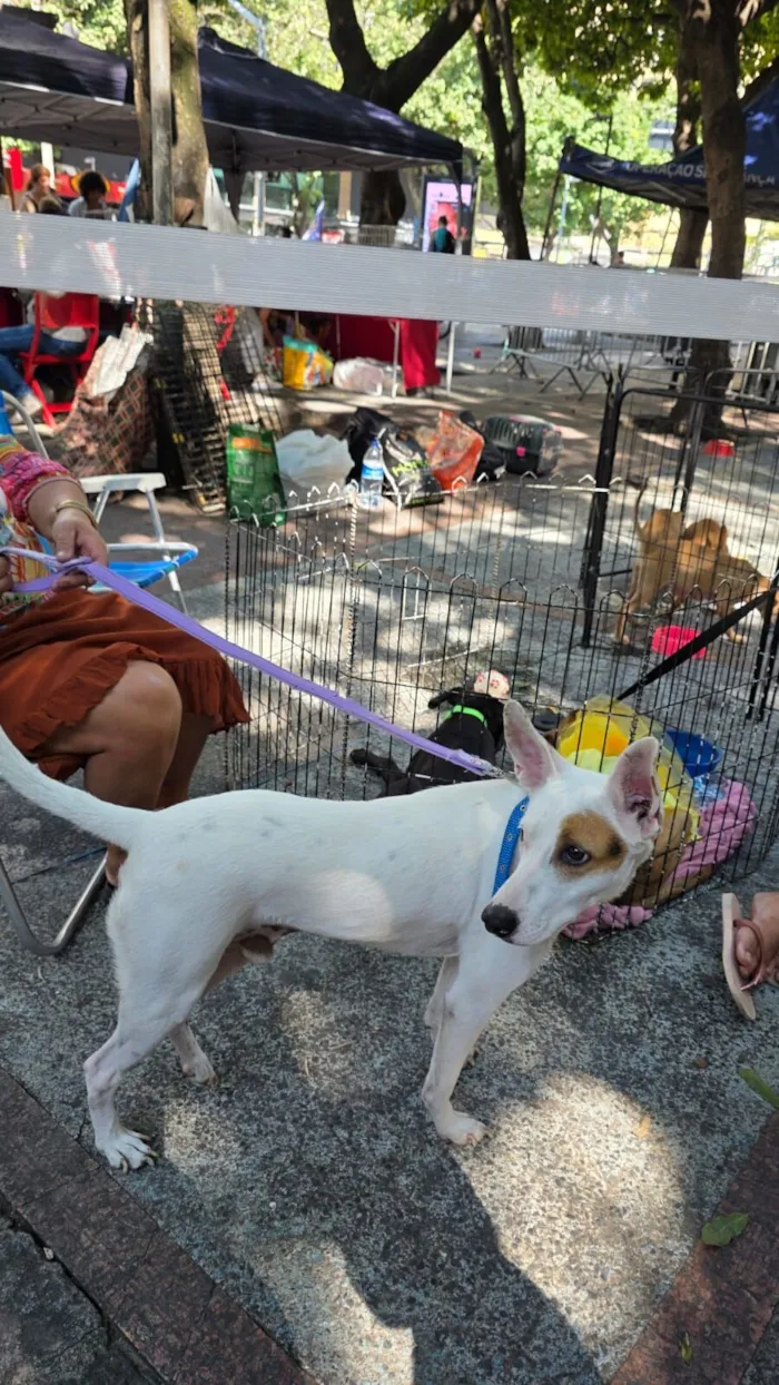 Cachorro raça SRD-ViraLata idade 1 ano nome pirata 