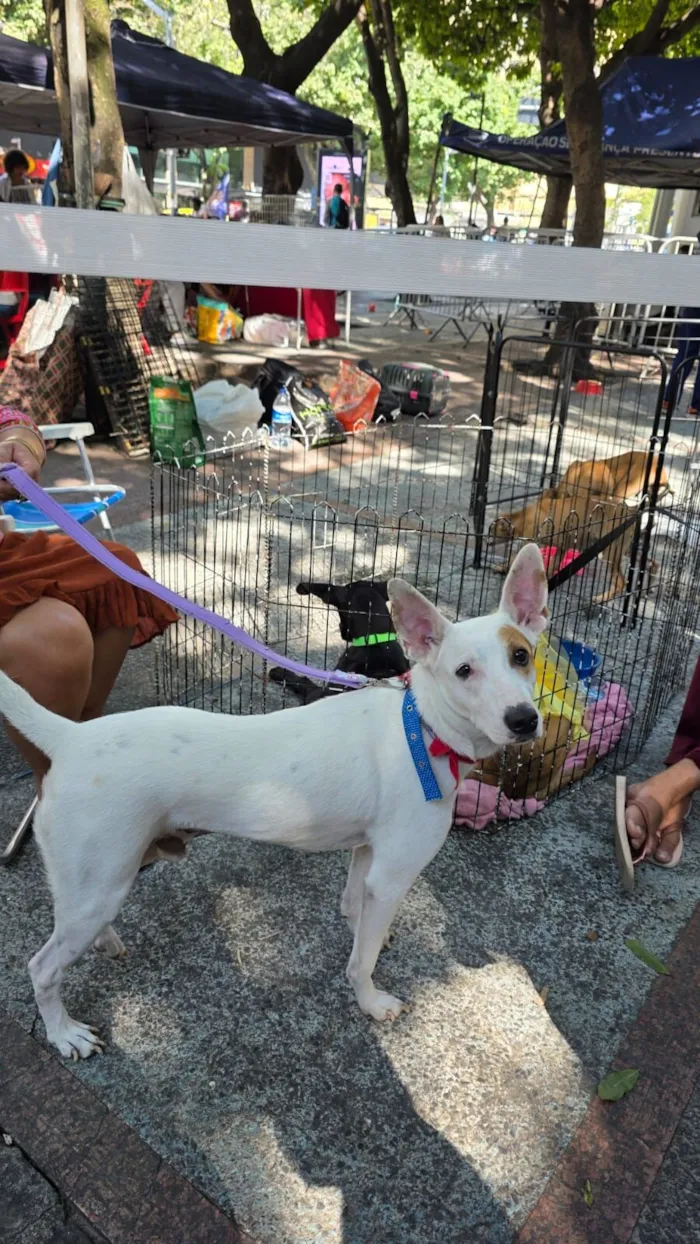 Cachorro raça SRD-ViraLata idade 1 ano nome pirata 