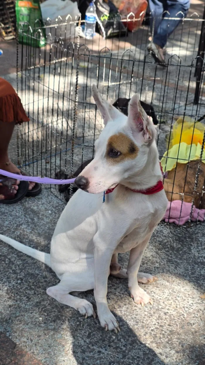Cachorro raça SRD-ViraLata idade 1 ano nome pirata 