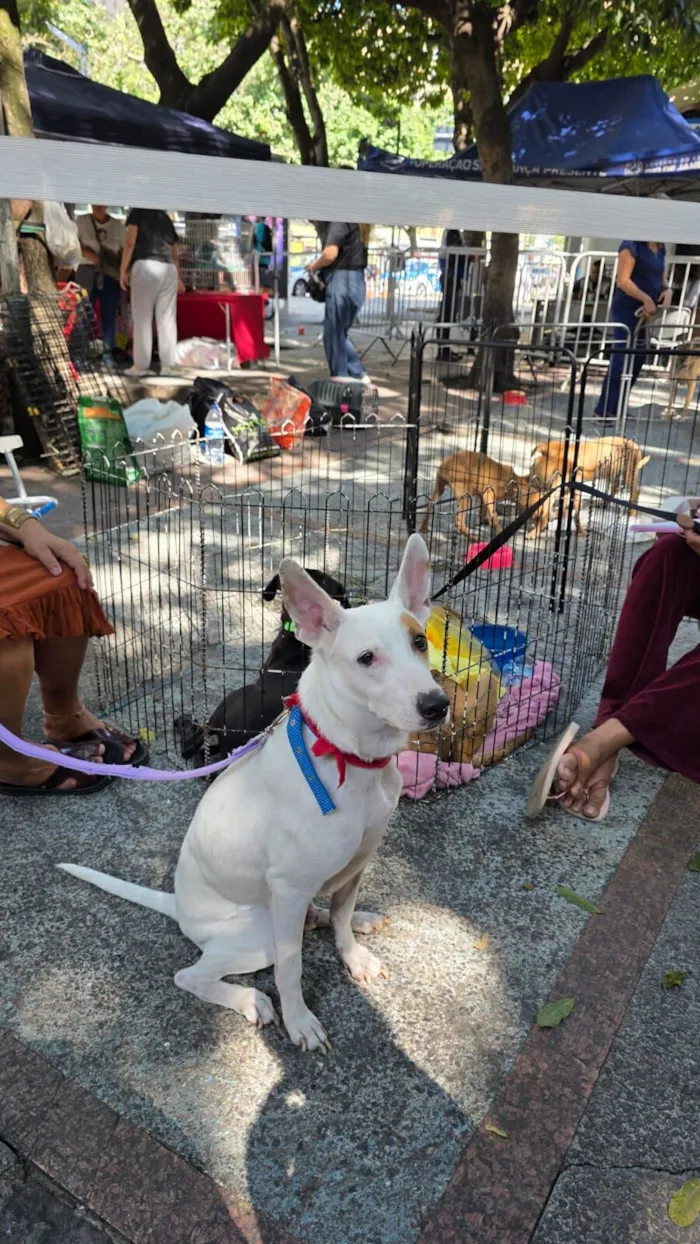 Cachorro raça SRD-ViraLata idade 1 ano nome pirata 