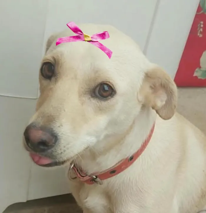 Cachorro raça SRD-ViraLata idade 1 ano nome Julie